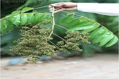 Lepisanthes rubiginosa